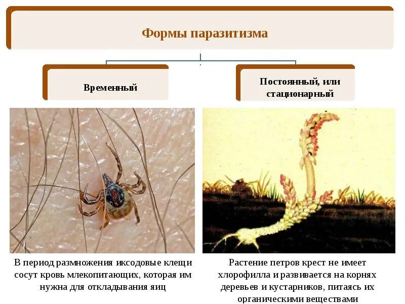 Паразитический образ жизни ведут. Формы паразитизма. Постоянные паразиты примеры. Временный паразитизм примеры. Примеры временных паразитов.