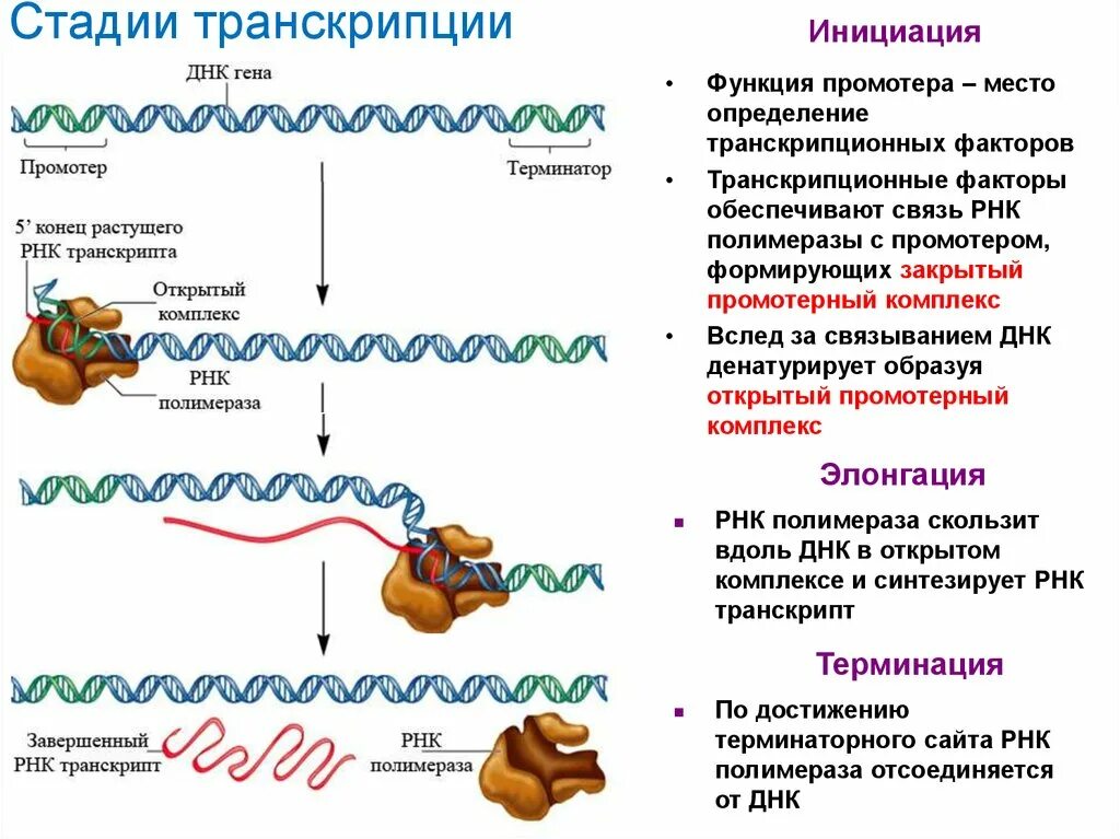 Транскрипция РНК этапы. Этапы процесса транскрипции и трансляции. Этап элонгации в репликации ДНК. Инициация репликации ДНК схема. Инициация белка