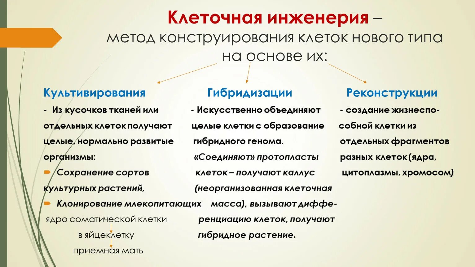 Клеточная инженерия это в биологии. Методы селекции клеточная инженерия. Метод клеточной инженерии в биологии. Генная и клеточная инженерия методы селекции.