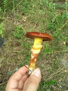 Желтый гриб похожий на масленок