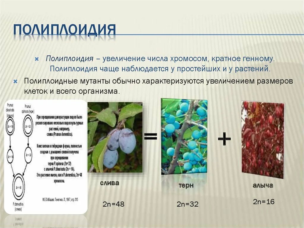 Сорта растений полиплоидия. Полиплоидные мутации примеры. Пример полиплоидии мутации у растений. Полиплоидные формы растений. Выведение чистой линии растений