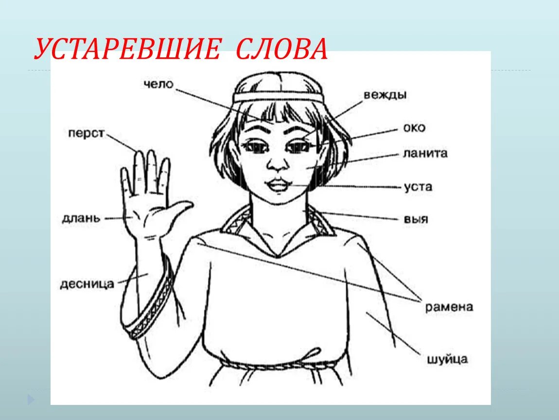 Устаревшие названия частей тела человека. Устаревшие слова. Старинные названия частей тела. Древнерусские названия частей тела.