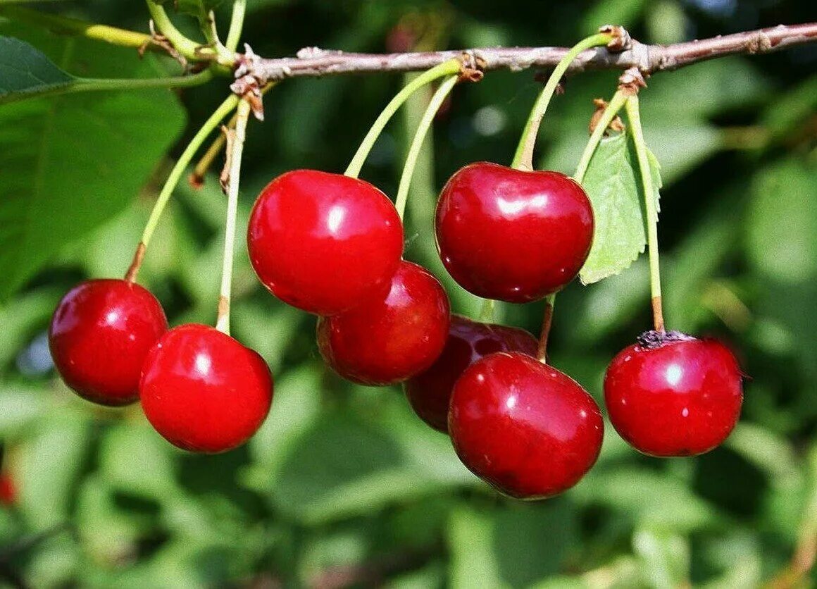 Сорт вишни 5. Сорт вишни 5