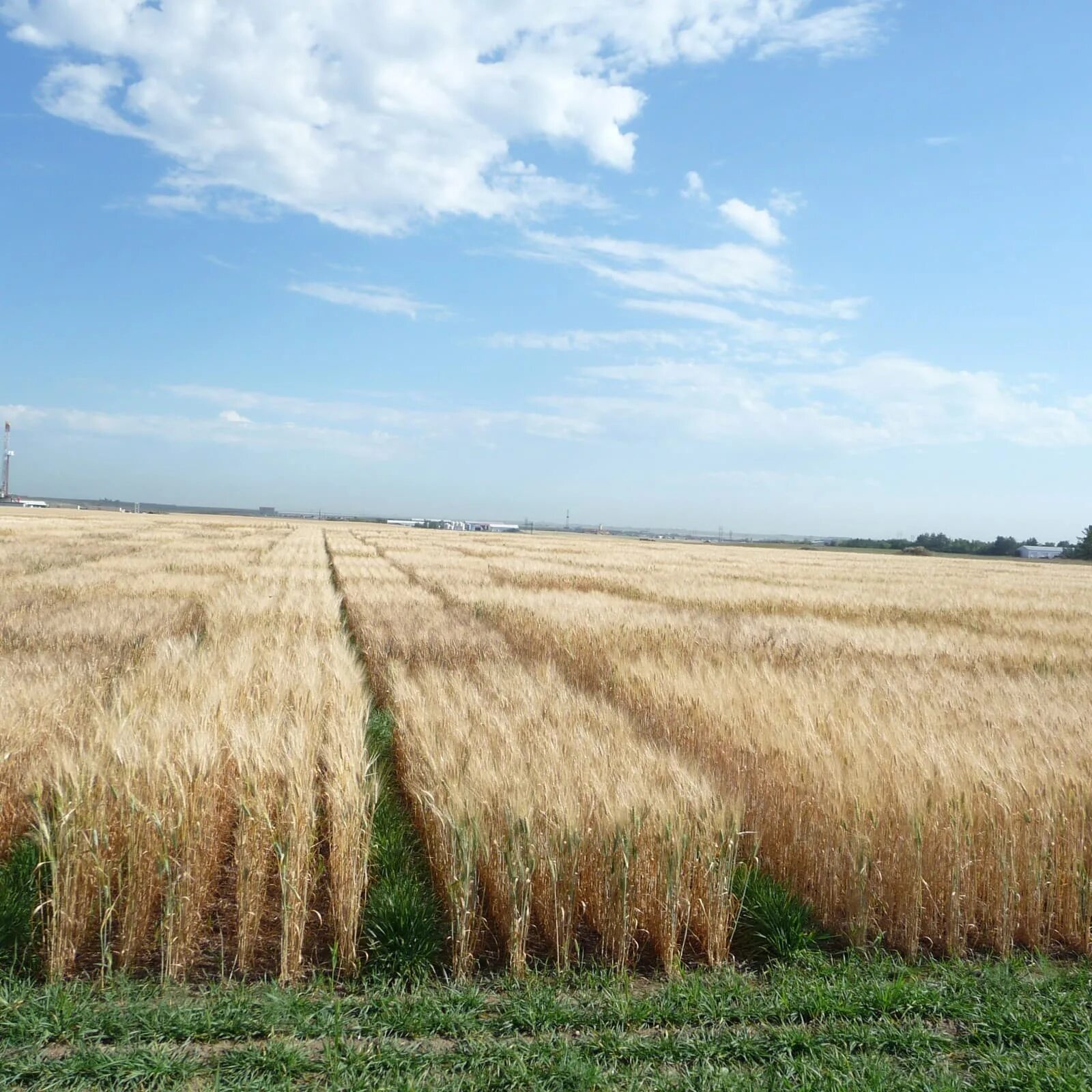 Поле пшеницы вблизи. Пшеницей засеяно три поля площади. Сорт озимой пшеницы безостая 100. Поле после уборки. Поле прямоугольной формы.