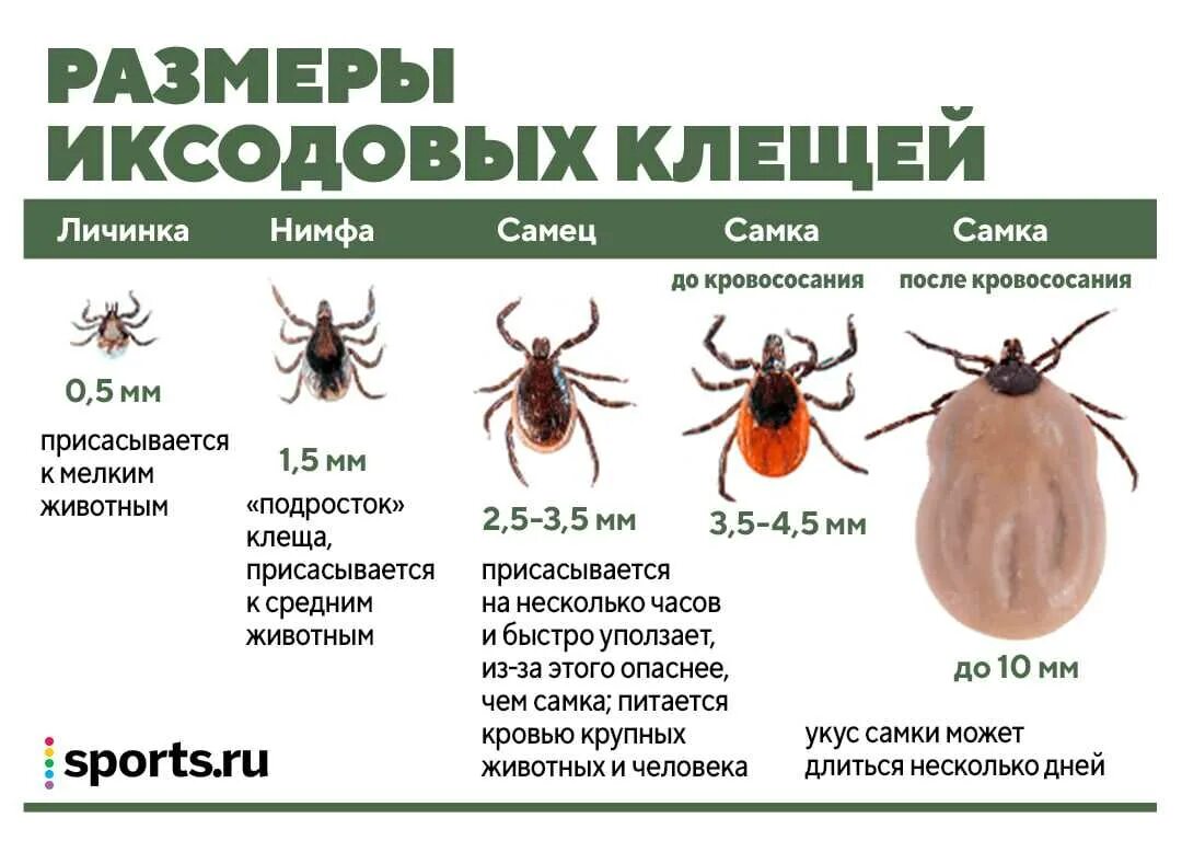 Иксодовые клещи. Как выглядит клуша. Разновидности клещей фото и описание