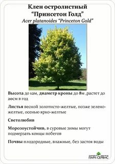 Систематика клена остролистного