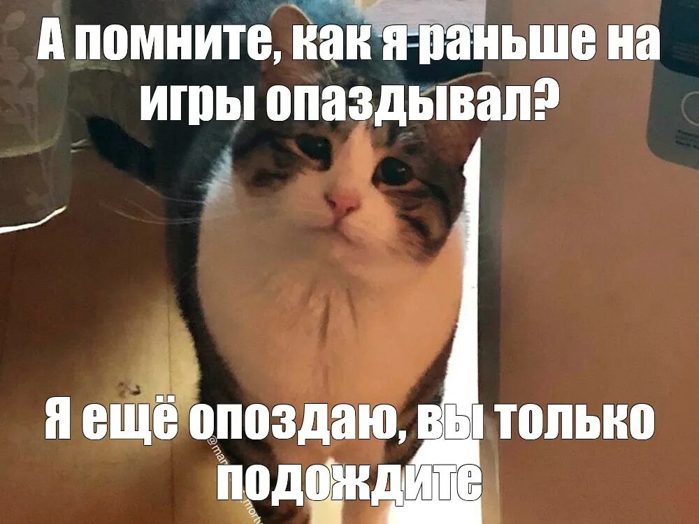 Ну что ты плаки плаки. Кот Мем. Коты мемы. Грустный кот мемы. Мемы про грустных котов.