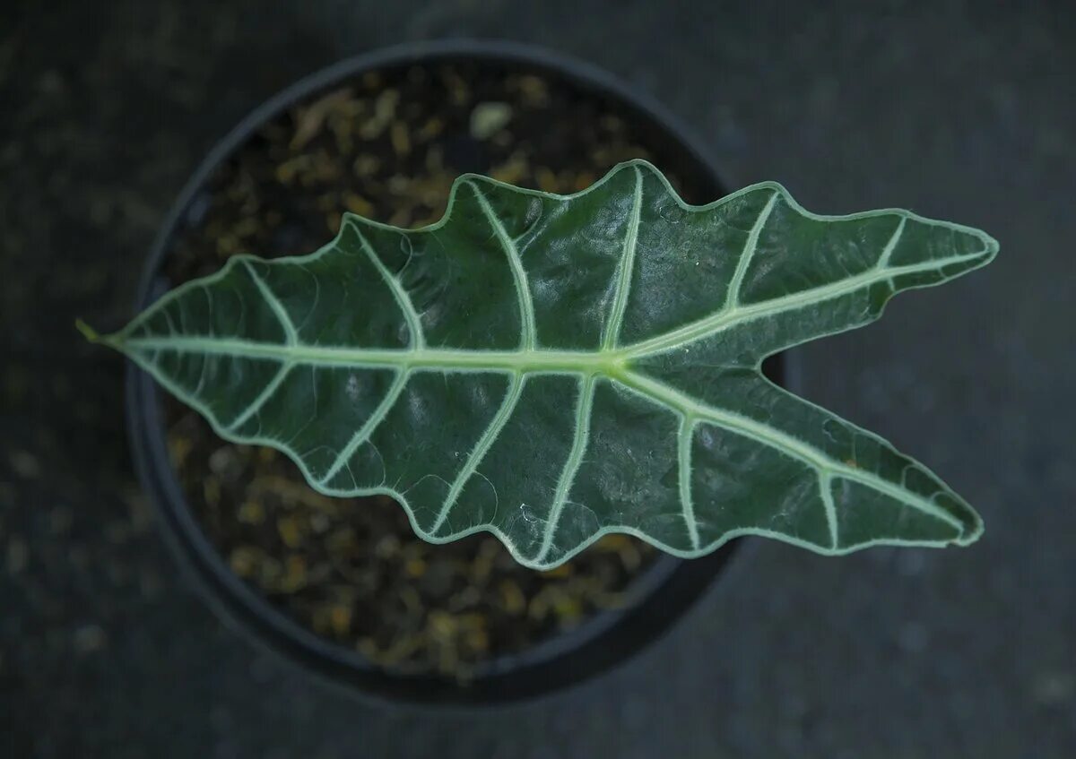 Amazon.com: Purple Velvet Plant