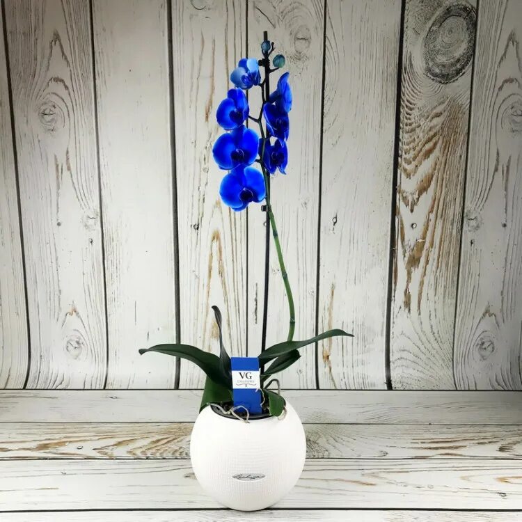 Синяя орхидея в горшке. Синие орхидеи. Голубая Орхидея в горшке. Комнатные синие орхидеи. Синяя Орхидея натуральная.