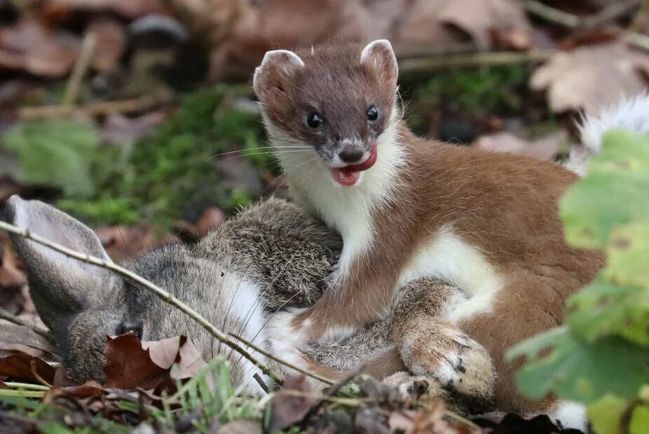 Горностай хищное животное. Горностай (Mustela erminea). Ласка, выдра , куница , хорь. Горностай и ласка. Горностай Воронежский заповедник.