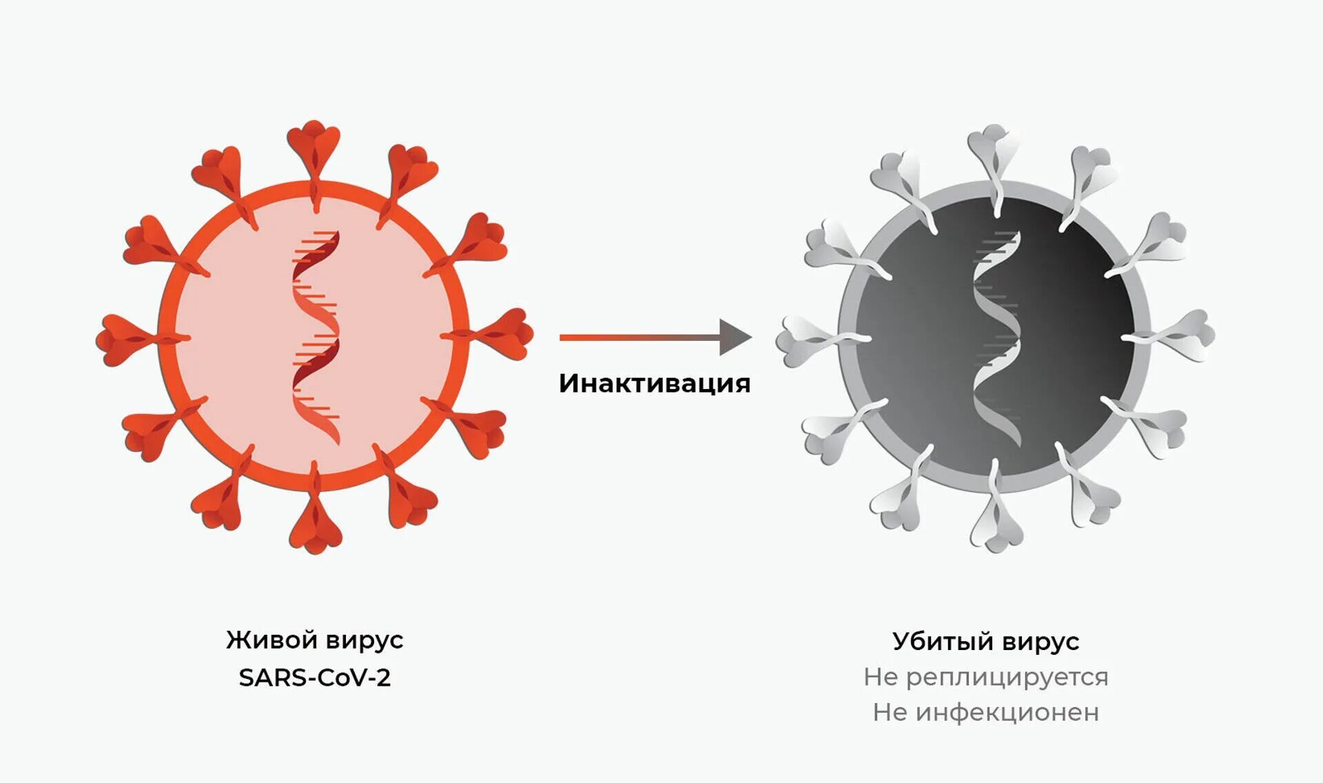 Вакцина ковивак. Инактивированные вакцины от коронавируса. Ковивак вакцина от коронавируса принцип действия. Пептидные вакцины. Две волны коронавируса