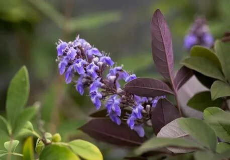 Vitex