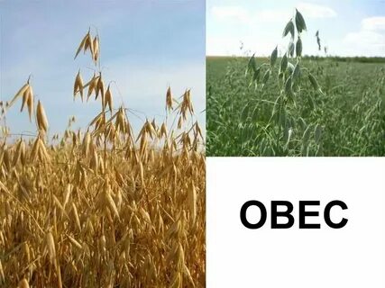 Посеем рожь овес ячмень и кукурузу песня