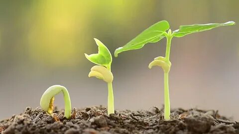 Best growing plant