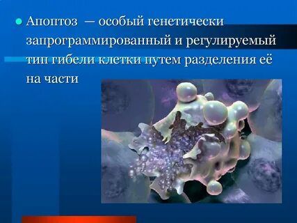 Запрограммированная гибель клетки