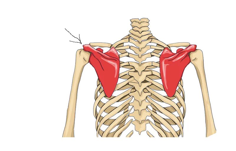 Лопатка scapula. Лопатка кость анатомия. Скелет лопатки человека анатомия. Лопатка кость анатомия человека.