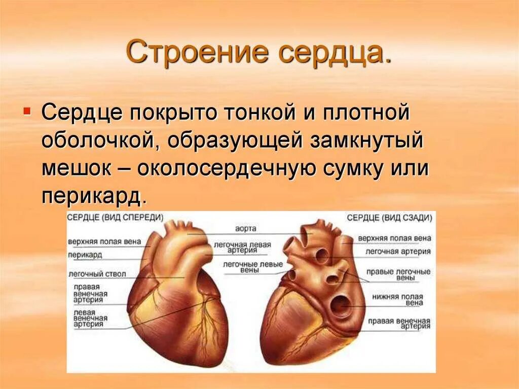 Строение и работа сердца биология 8 класс. Строение и принципы работы сердца. строение сердца человека кратко и понятно. строение и работа сердца. строение сердца работа сердца.