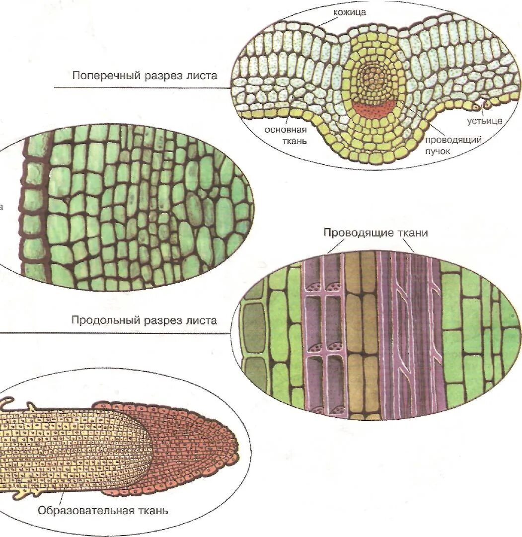 Образовательная ткань растений ЕГЭ биология. Образовательная и покровная ткань в биологии. Образовательная ткань Проводящая ткань покровная ткань. Образовательная ткань основная ткань покровная ткань Проводящая. Виды растительных тканей рисунки