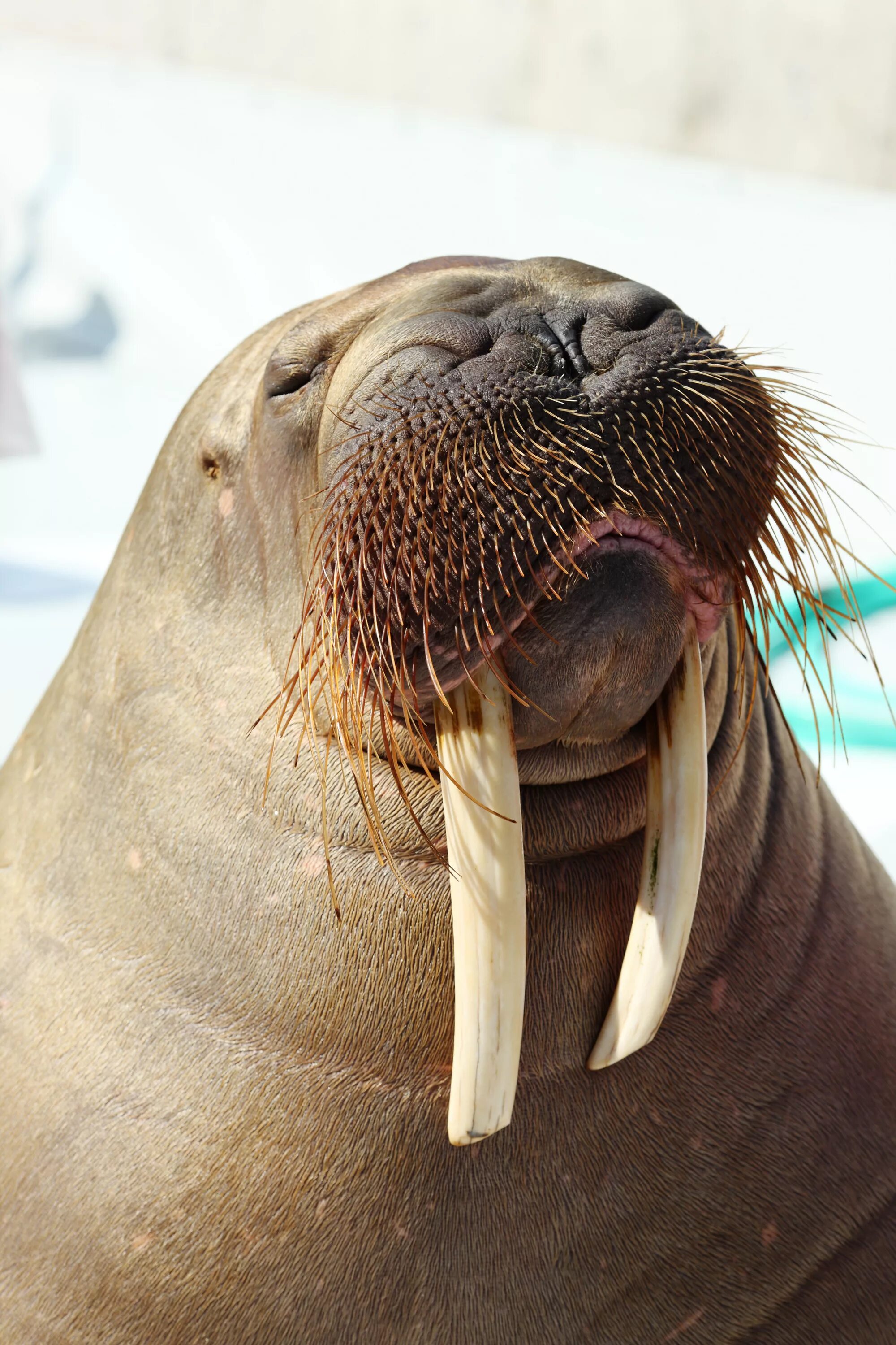Морж келич. Морж род. Лаптевский морж. Атлантический подвид моржа. Морж (odobenus rosmarus).