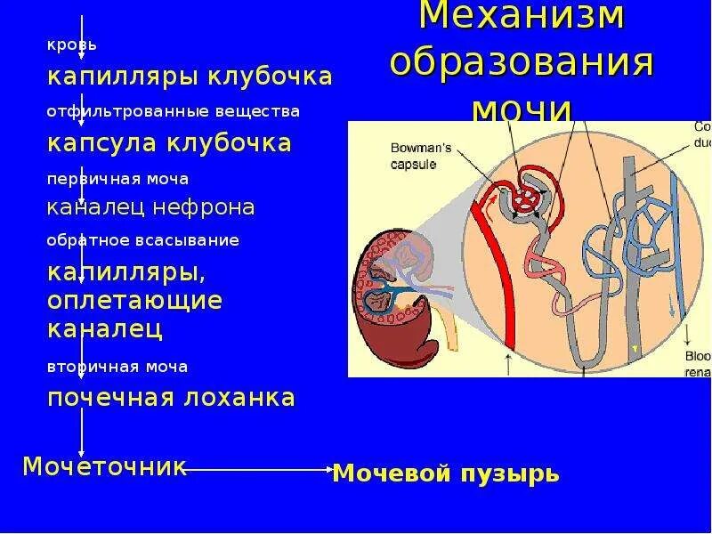 Вещества образующие вторичную мочу