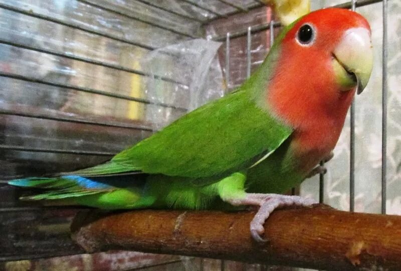 Попугай девочка неразлучник. Попугай неразлучник масковый самец и самка. Неразлучники попугаи пол. Розовощёкий неразлучник. Попугай неразлучник самец.