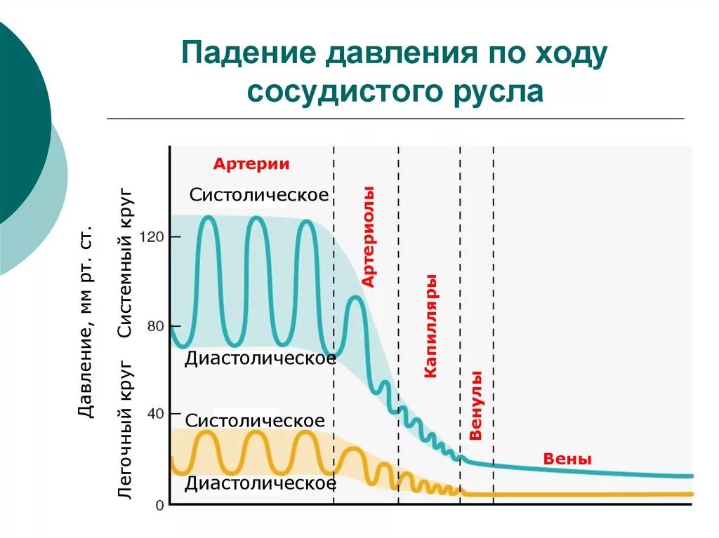 Падение давления крови. График изменения кровяного давления. Изменение кровяного давления по ходу кровотока.. График изменения кровяного давления по ходу сосудистого русла. Изменение кровяного давления по ходу сосудистого русла.