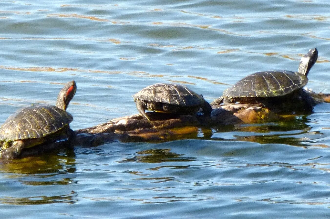 Черепаха Мичиган. Черепаха в озере. Озеро черепах. Черепашки озера.