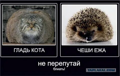 Не чеши