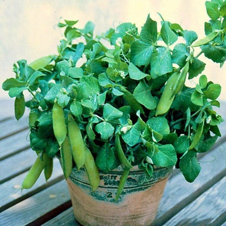 горшочек горошка