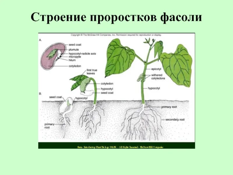 Какой стебель у фасоли. Строение проростков цветковых растений. строение проростка. строение проростка фасоли. строение семени проростка гороха.