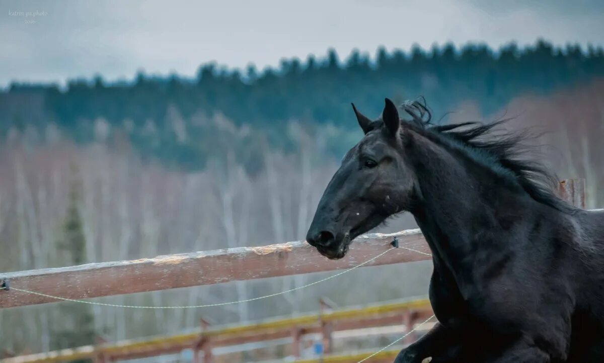 украинцы горбоносые. черный конь. горбоносый красавец принарядившийся для великого праздника. гнедой дончак. карачаевская порода лошадей горбонос.
