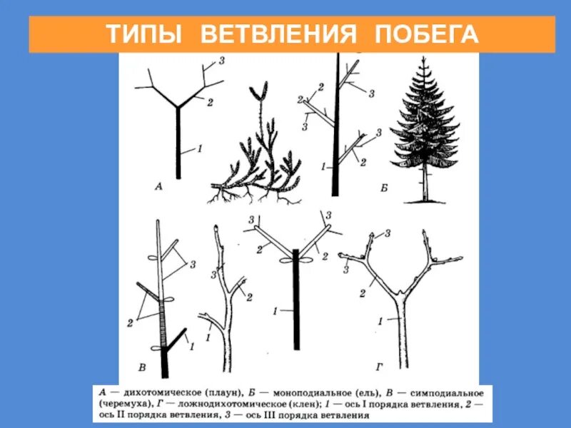 Типы нарастания. Типы ветвления побегов дихотомическое. Симподиальное ветвление побега. Верхушечное ветвление побегов. Дихотомическое ветвление побега.