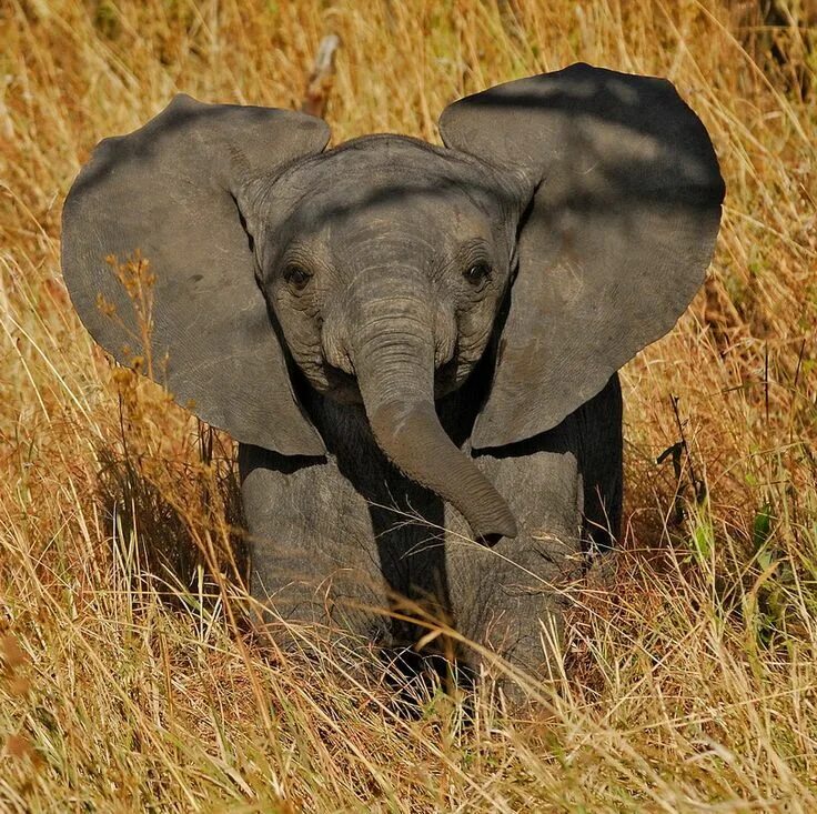 G elephant. Слоненок. Маленький Слоник. Маленькие слоны. Уши слона.