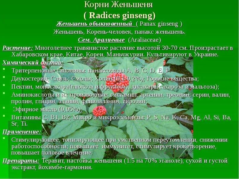 Человек корень в красной книге. Человек корень в красной книге. Женьшень красная книга россии. Женьшень описание растения. Растения красной книги женьшень.