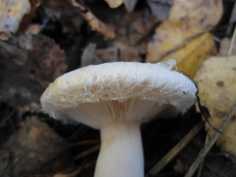 подосиновик белый leccinum percandidum (vassilk. копринус коматус. белый лат. осиновик белый. белый лат.