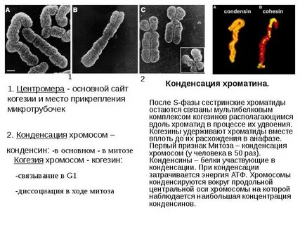 Конденсация хромосом
