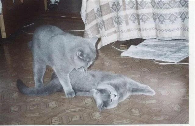 Течка британских