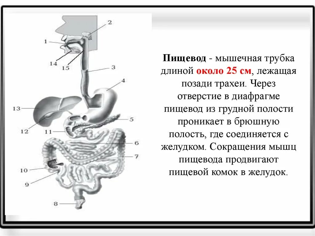 Мышцы пищевода