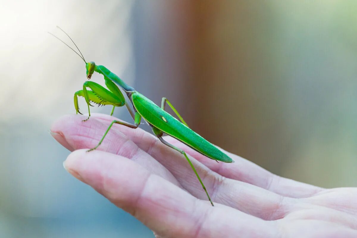 богомол обыкновенный самка. богомол обыкновенный. жук богомол. отряд богомоловые (mantoptera). богомол зеленый.