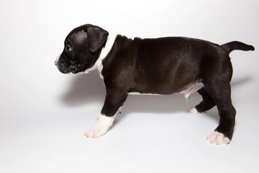 стаффордширский терьер щенок 1 месяц. 5 месяца. американский стаффордширский терьер 2 месяца. американский стаффордширский терьер щенок 1 месяц. палевый стаффордширский терьер.