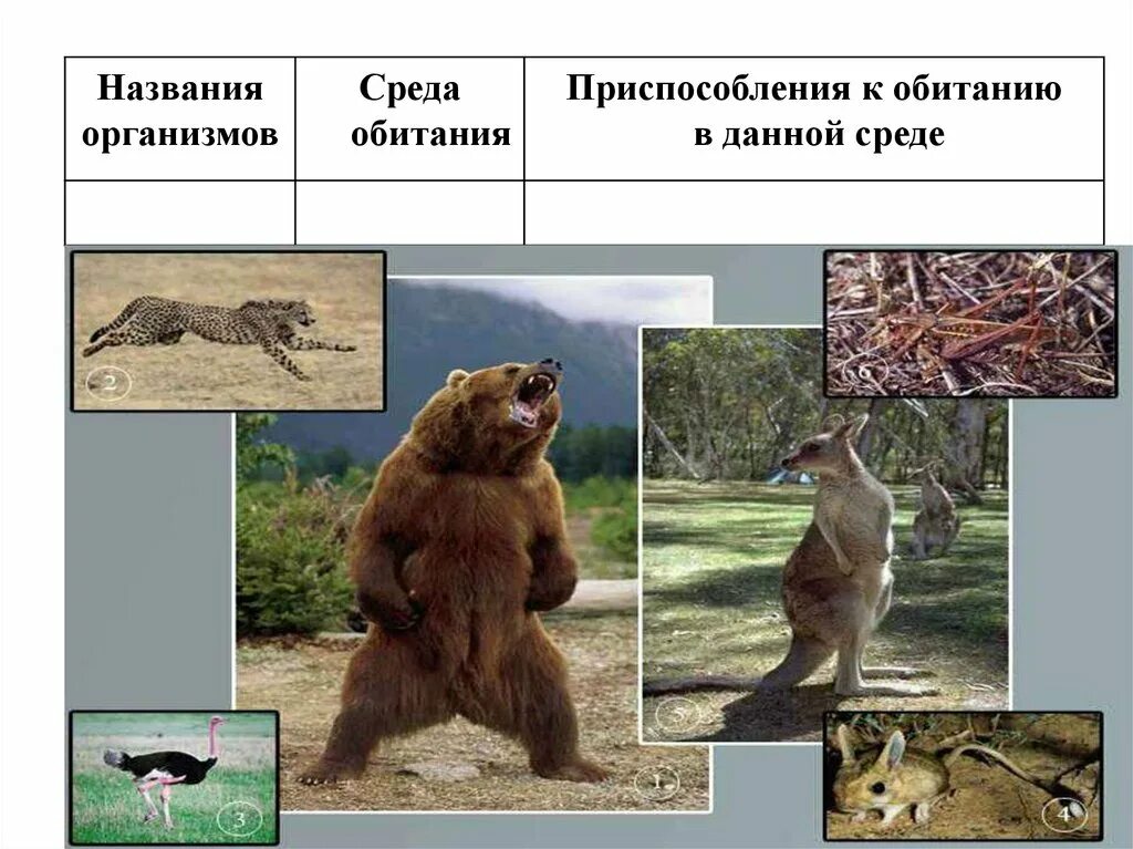 Среды обитания организмов. Приспособление к наземной среде. Обитатели наземно-воздушной среды. Воздушно-наземная среда обитания.