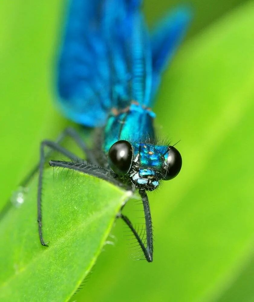 Стрекоза синяя Драгонфлай. Стрекоза красотка темнокрылая. Красотка блестящая (Calopteryx splendens). Стрекоза Дарнера.