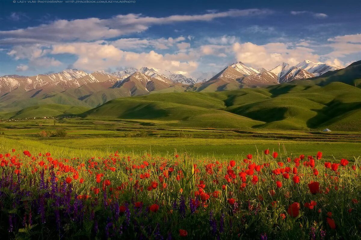 Киргизия в мае. Тянь-Шань горы Киргизия в цвету. Тянь Шань Киргизия маки. Киргизия Луга Тянь-Шаня. Маковые поля Чуйская Долина.