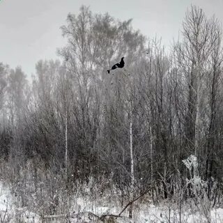 В зимние вечера тетерева наглотавшись березовых