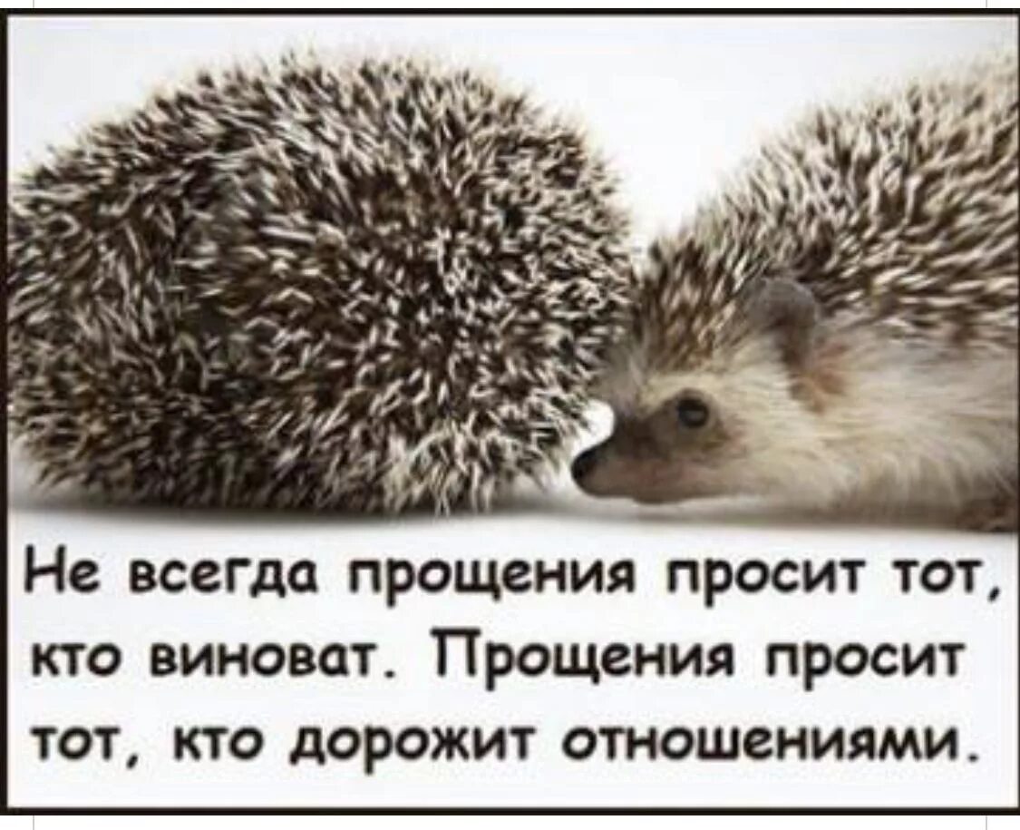 Ежик просит прощения. Не всегда просит прощения тот. Ёжик извиняется. Просит прощения не тот кто виноват а тот кто дорожит отношениями. Виновато подобрать