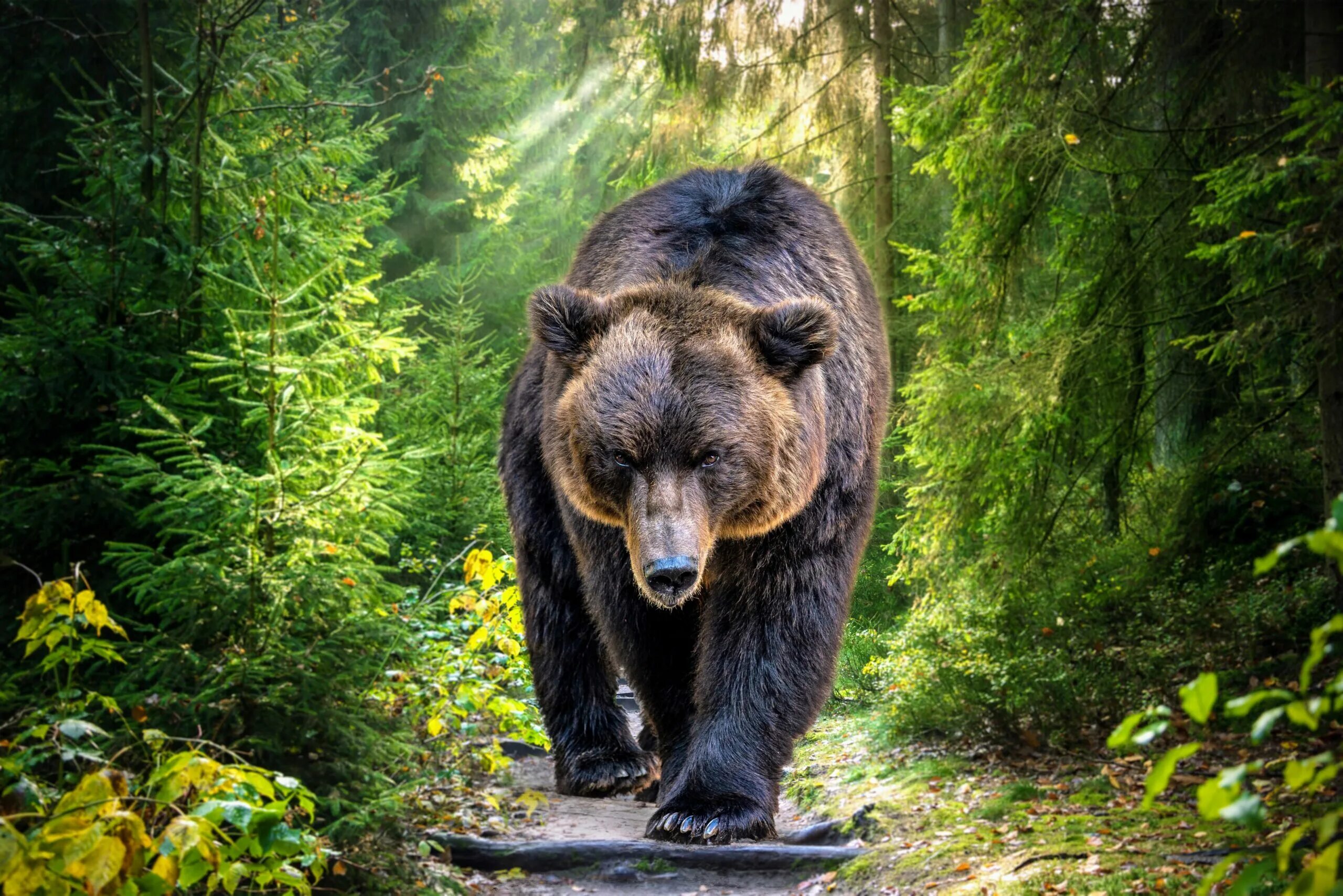 Бурый медведь (ursus arctos). Lucah born of a dream. Bear paint. Dreaming the bear. Bear dreams.