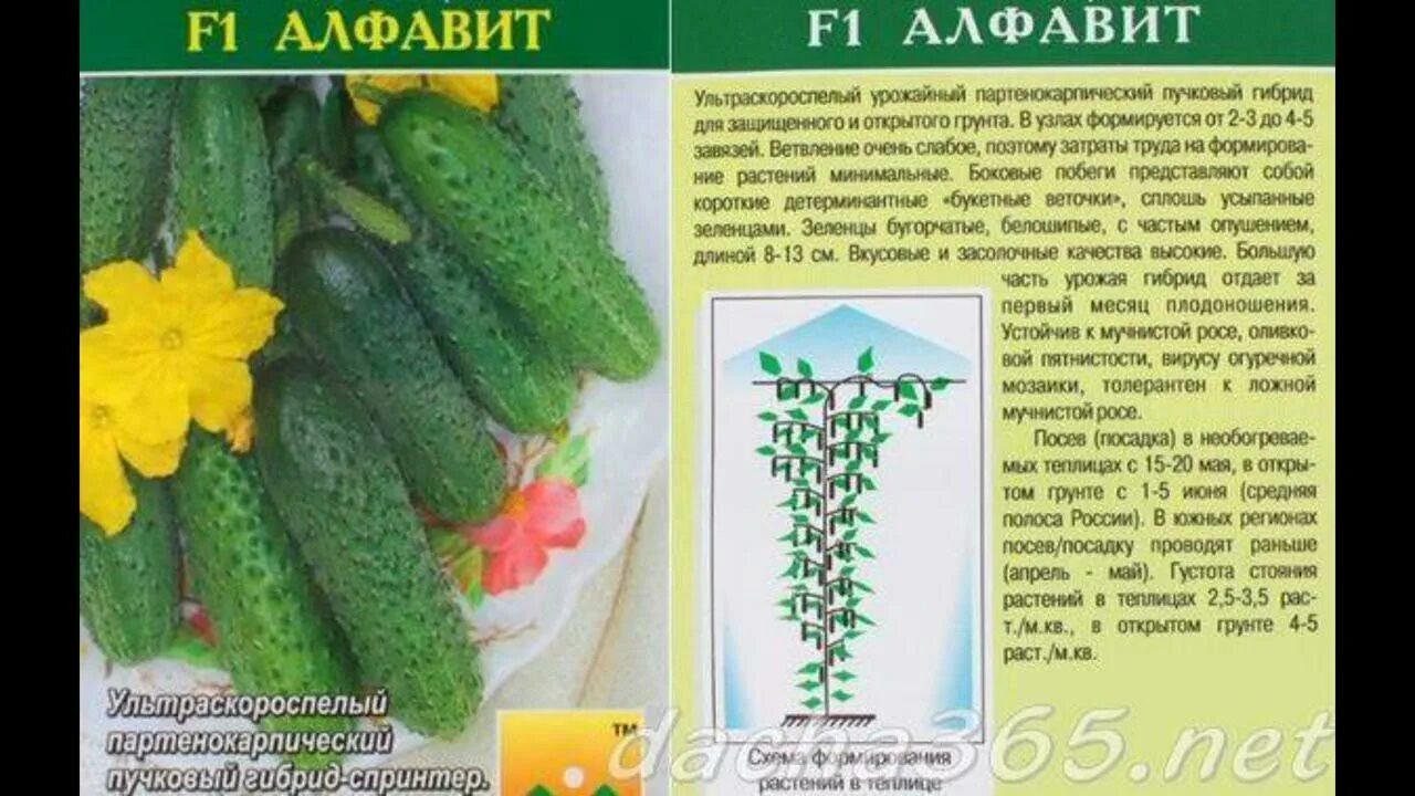 Огурцы партенокарпические лучшие сорта для теплиц. Огурцы семена лучшие сорта для открытого грунта самоопыляемые. огурец сорт названия зозуля f1. название семян огурцов самоопыляемые для открытого грунта.