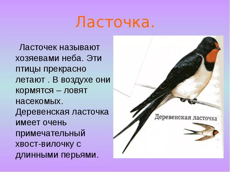 Информация класс птиц. Интересные факты о Ласточках. Ласточка птица описание. Доклад про птиц. Описание ласточки.