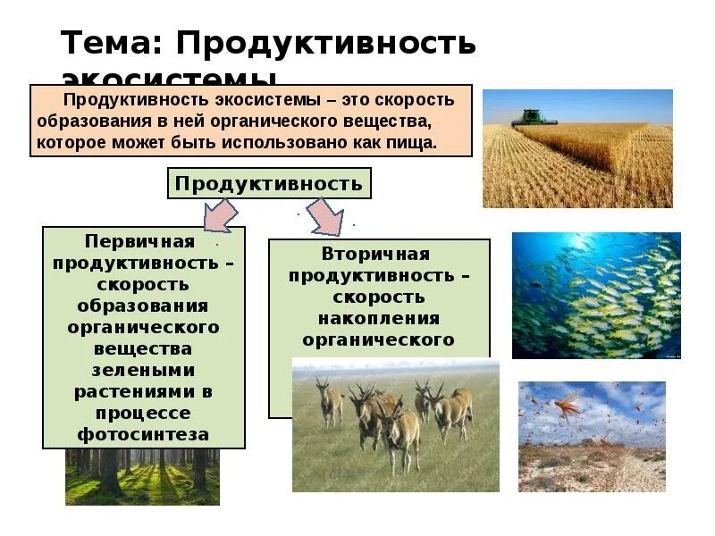 Последовательность увеличения биологической продуктивности природных зон. Продуктивность экосистем. Продуктивность агроэкосистемы. Первичная продуктивность экосистемы. Биологическая продуктивность экосистем.