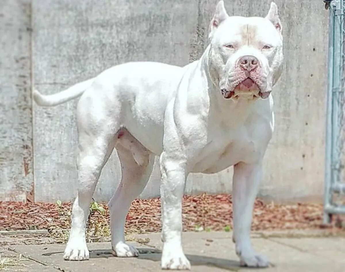 Бультерьер белый. Белый буль. Американский питбуль альбинос. Бультерьер собака. Бультерьер альбинос.
